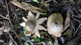 Geastrum hieronymi image