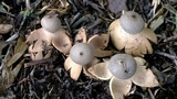 Geastrum hieronymi image