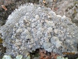 Lecanora rupicola var. rupicola image