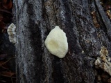 Reticularia lycoperdon image