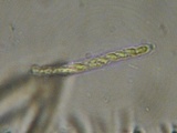 Neodasyscypha cerina image