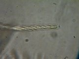 Neodasyscypha cerina image