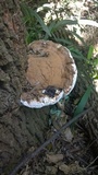 Polyporus annulatus image