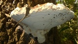 Polyporus annulatus image