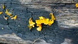 Dacryopinax spathularia image