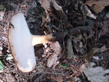 Polyporus radicatus image