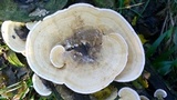 Lenzites elegans image