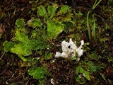 Peltigera britannica image