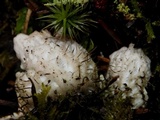 Peltigera britannica image