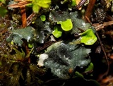 Peltigera britannica image