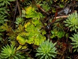 Peltigera britannica image
