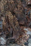 Cosmospora coccinea image