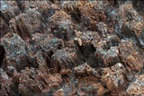 Cosmospora coccinea image
