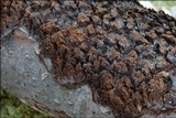 Cosmospora coccinea image