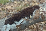 Cosmospora coccinea image