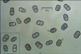 Cosmospora coccinea image