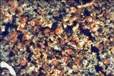 Cosmospora coccinea image