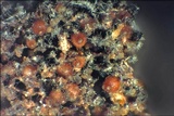 Cosmospora coccinea image