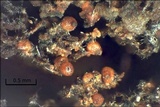 Cosmospora coccinea image