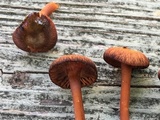 Hygrophorus cokeri image