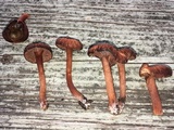 Hygrophorus cokeri image
