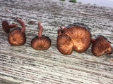 Hygrophorus cokeri image