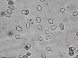 Hygrophorus cokeri image