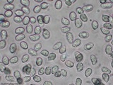 Hygrophorus cokeri image