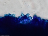 Hygrophorus cokeri image