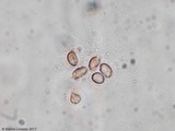Hygrophorus cokeri image