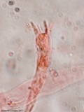 Hygrophorus cokeri image