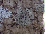 Rinodina roboris image