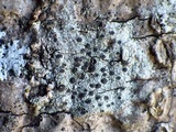Rinodina roboris image