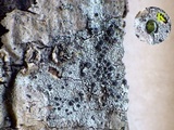 Rinodina roboris image
