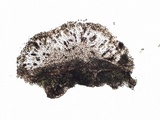 Rinodina roboris image