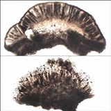 Rinodina roboris image