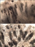 Rinodina roboris image