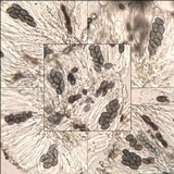 Rinodina roboris image