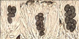 Rinodina roboris image