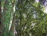 Rinodina roboris image