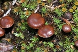 Psilocybe montana image