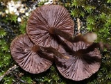 Psilocybe montana image