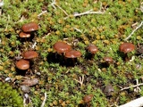 Psilocybe montana image