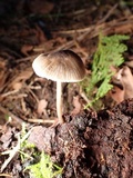 Mycena metata image