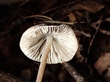 Mycena metata image