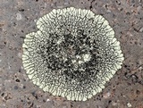 Dimelaena oreina image