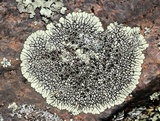 Dimelaena oreina image
