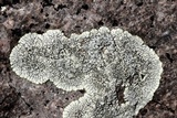 Dimelaena oreina image