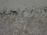 Mycena metata image