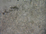 Mycena metata image